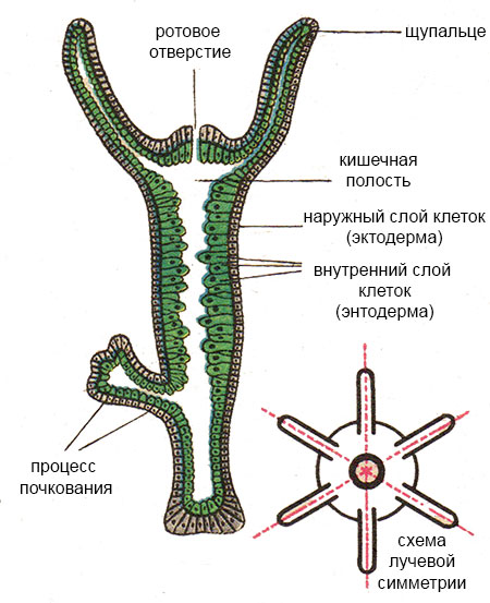 Kraken официальная ссылка tor